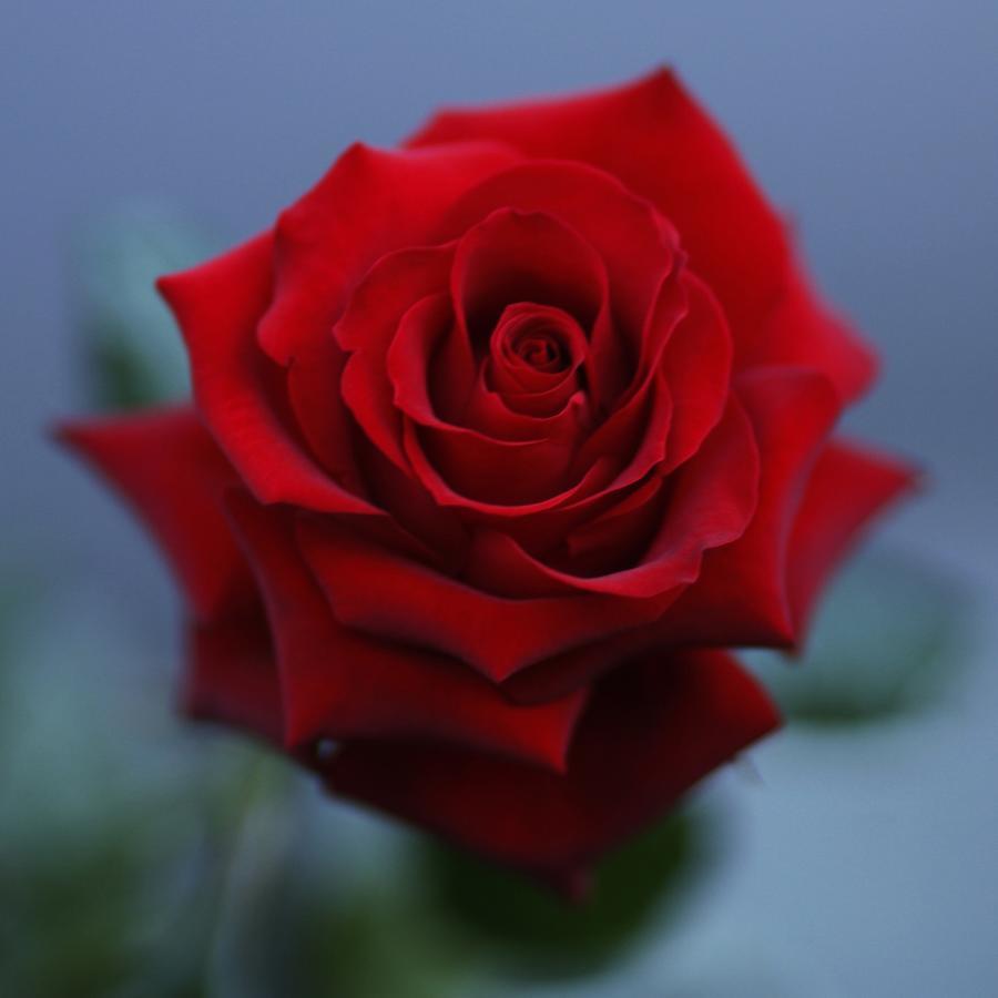 Roseburn B&B 皮特洛赫里 外观 照片